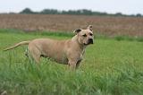 AMSTAFF ADULT 574